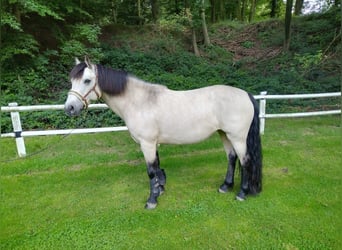 Connemara Mix, Merrie, 13 Jaar, 146 cm, Buckskin