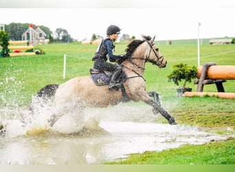 Connemara, Merrie, 13 Jaar, 147 cm, Falbe