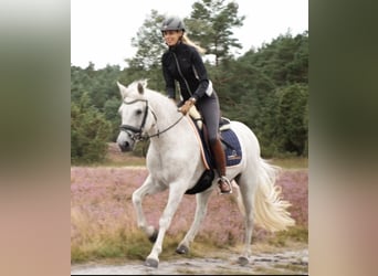 Connemara, Merrie, 13 Jaar, 147 cm, Vliegenschimmel