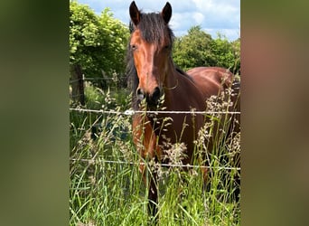 Connemara, Merrie, 13 Jaar, 148 cm, Bruin