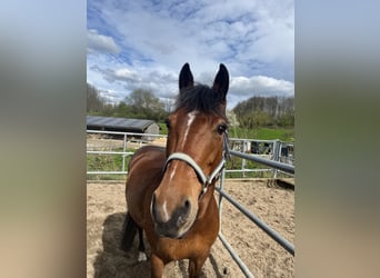 Connemara, Merrie, 13 Jaar, 153 cm, Bruin