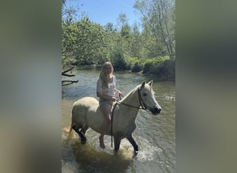 Connemara Mix, Merrie, 14 Jaar, 135 cm, Schimmel