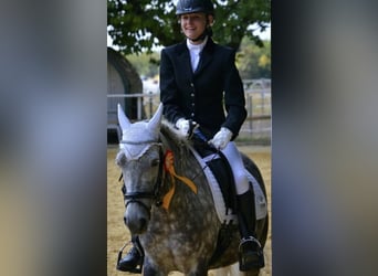 Connemara Mix, Merrie, 14 Jaar, 135 cm, Schimmel