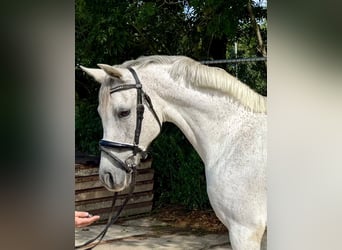 Connemara, Merrie, 14 Jaar, 148 cm, Schimmel