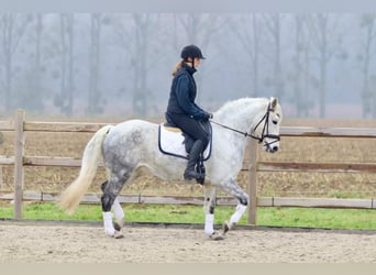 Connemara, Merrie, 14 Jaar, 151 cm, Blauwschimmel