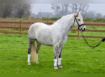 Connemara, Merrie, 14 Jaar, 151 cm, Blauwschimmel