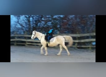 Connemara Mix, Merrie, 15 Jaar, 144 cm, Schimmel