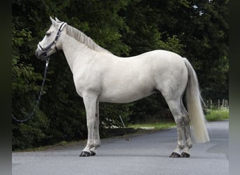 Connemara, Merrie, 15 Jaar, 146 cm, Schimmel