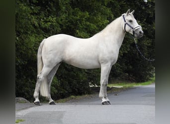 Connemara, Merrie, 15 Jaar, 146 cm, Schimmel