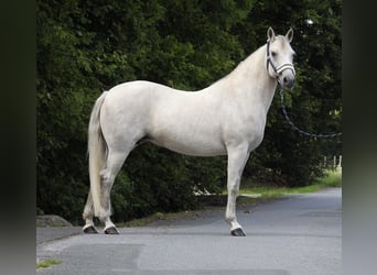 Connemara, Merrie, 15 Jaar, 146 cm, Schimmel