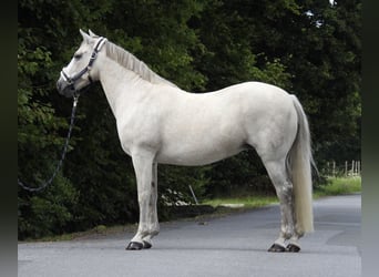 Connemara, Merrie, 15 Jaar, 146 cm, Schimmel