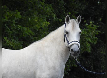Connemara, Merrie, 15 Jaar, 146 cm, Schimmel