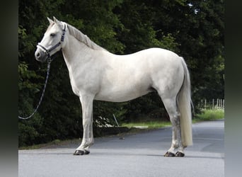 Connemara, Merrie, 15 Jaar, 146 cm, Schimmel