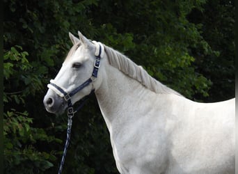 Connemara, Merrie, 15 Jaar, 146 cm, Schimmel
