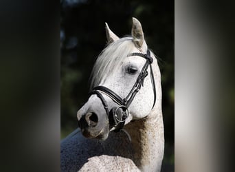 Connemara, Merrie, 15 Jaar, 148 cm, Schimmel