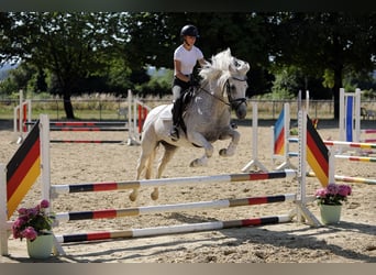 Connemara, Merrie, 15 Jaar, 148 cm, Schimmel