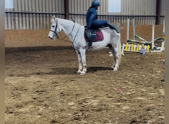 Connemara, Merrie, 15 Jaar, 148 cm, Schimmel