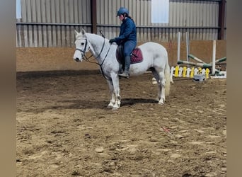 Connemara, Merrie, 15 Jaar, 148 cm, Schimmel
