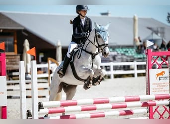 Connemara Mix, Merrie, 15 Jaar, Schimmel