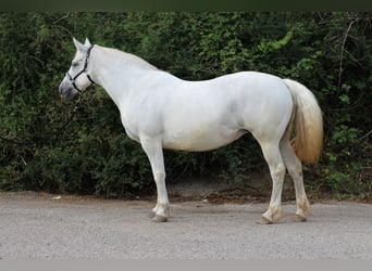 Connemara, Merrie, 16 Jaar, 152 cm, Schimmel