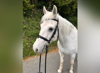 Connemara, Merrie, 18 Jaar, 150 cm, Schimmel