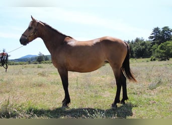 Connemara, Merrie, 18 Jaar, 154 cm, Falbe