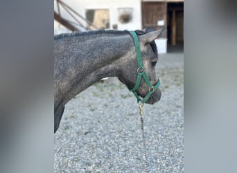 Connemara, Merrie, 1 Jaar, 145 cm