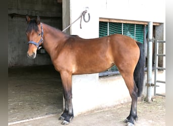 Connemara, Merrie, 1 Jaar, 148 cm, Bruin