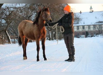 Connemara Mix, Merrie, 1 Jaar, 148 cm, Buckskin