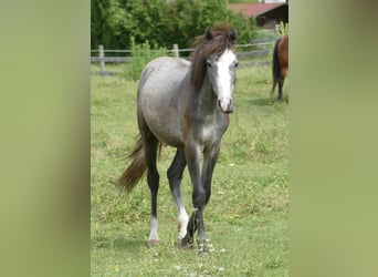 Connemara, Merrie, 1 Jaar, 150 cm, Schimmel
