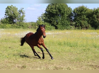 Connemara Mix, Merrie, 1 Jaar, 163 cm, Roodbruin