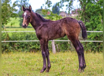 Connemara, Merrie, 1 Jaar, Zwartschimmel