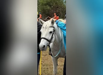 Connemara, Merrie, 20 Jaar, 141 cm, Schimmel