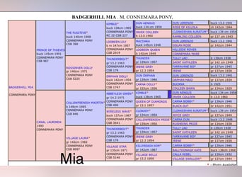 Connemara, Merrie, 21 Jaar, 143 cm, Appelschimmel