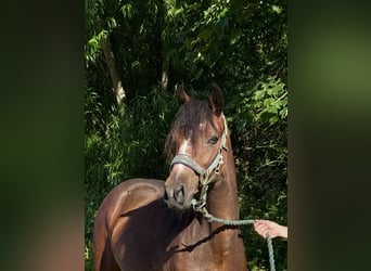 Connemara, Merrie, 2 Jaar, 140 cm, Bruin