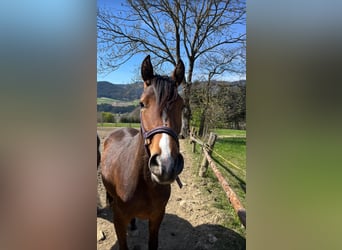 Connemara Mix, Merrie, 2 Jaar, 145 cm