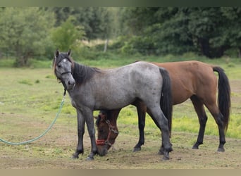 Connemara, Merrie, 2 Jaar, 145 cm, Zwartschimmel