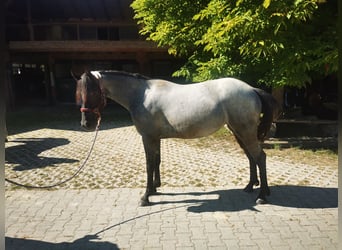 Connemara, Merrie, 2 Jaar, 146 cm, Blauwschimmel