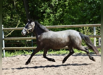 Connemara, Stute, 2 Jahre, 146 cm