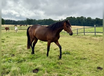 Connemara, Merrie, 3 Jaar, 140 cm, Bruin