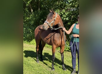 Connemara, Merrie, 3 Jaar, 140 cm, Bruin