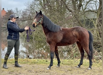 Connemara, Merrie, 3 Jaar, 140 cm, Bruin