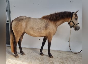 Connemara, Merrie, 3 Jaar, 141 cm, Buckskin