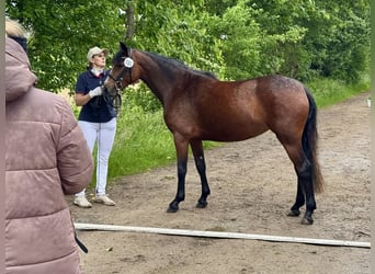 Connemara, Merrie, 3 Jaar, 142 cm, Bruin