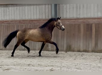 Connemara, Merrie, 3 Jaar, 144 cm, Buckskin