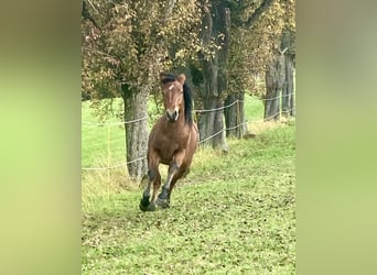 Connemara, Merrie, 3 Jaar, 145 cm, Bruin