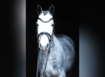 Connemara, Merrie, 3 Jaar, 147 cm, Blauwschimmel