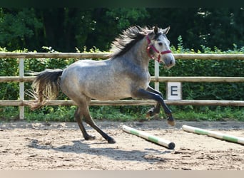 Connemara, Merrie, 3 Jaar, 147 cm, Zwartschimmel