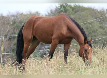 Connemara, Merrie, 3 Jaar, 148 cm, Bruin