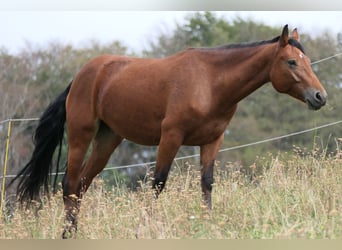 Connemara, Merrie, 3 Jaar, 148 cm, Bruin